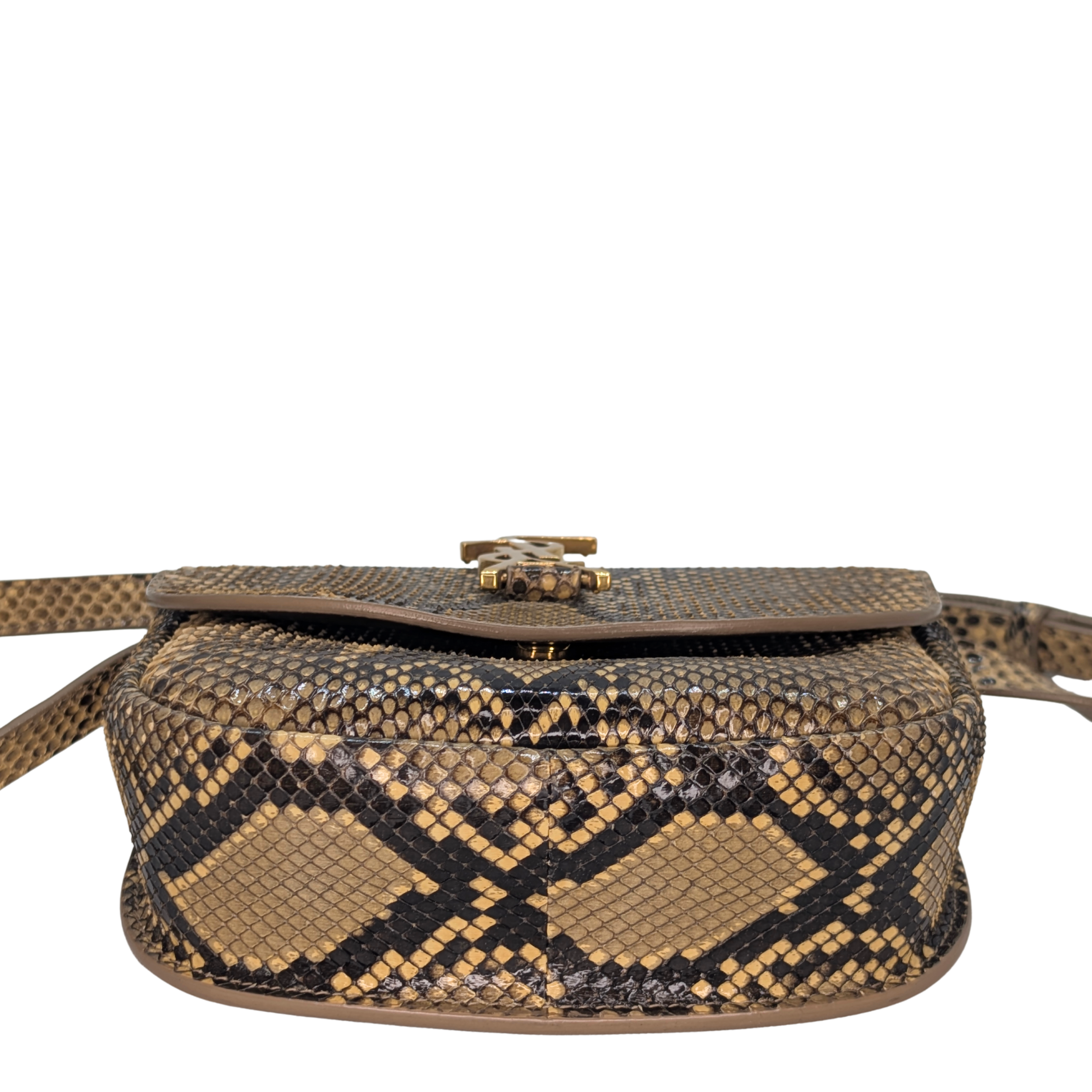 سان لوران كايه بايثون صغير